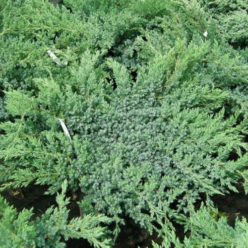 Juniperus squamata 'Blue Swede' - Kirju kadakas 'Blue Swede' C5/5L